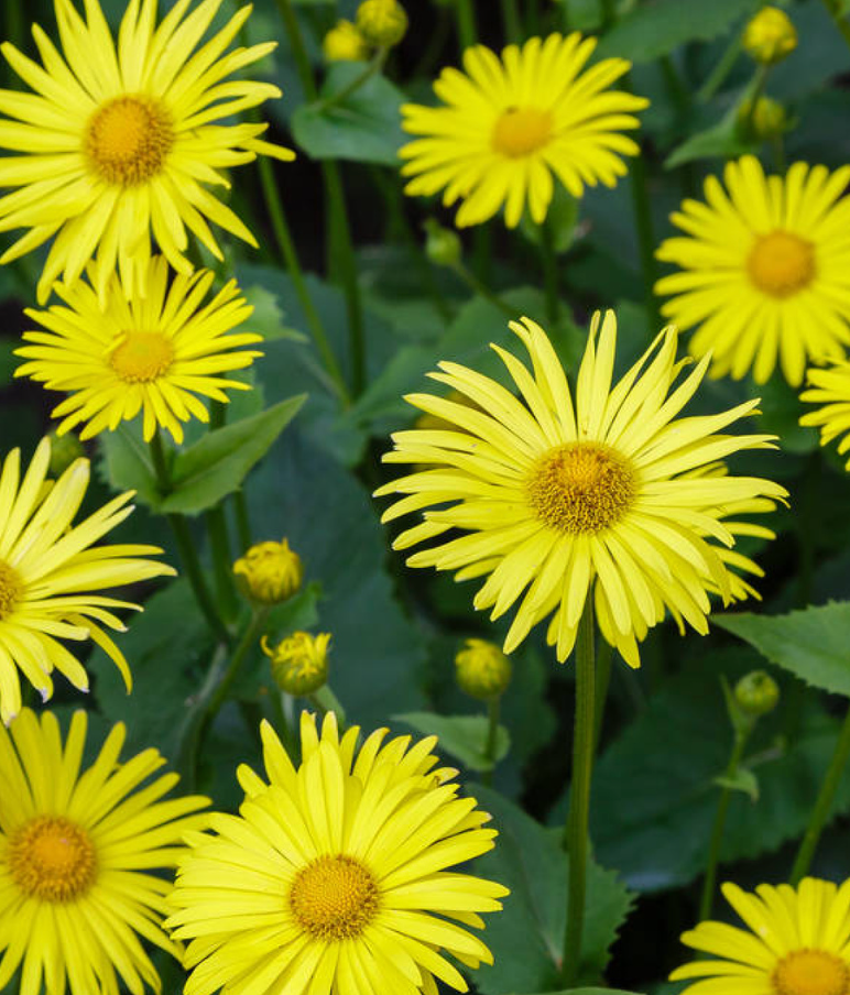 Doronicum caucasicum