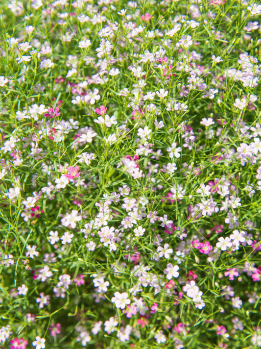 Acanthophyllum cerastioides - Spore Nursery