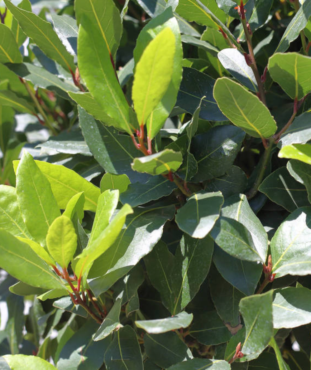 Laurier (Laurus nobilis) - Spore Nursery