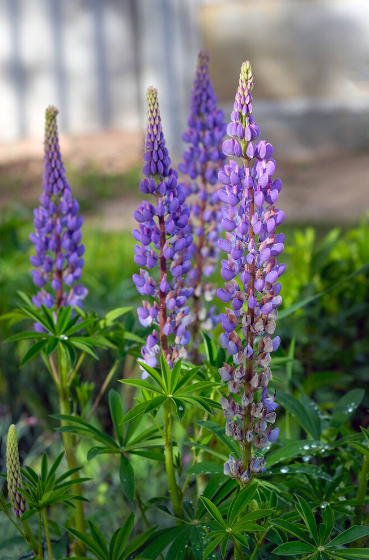 Lupinus 'Gallery Blue' - Spore Nursery