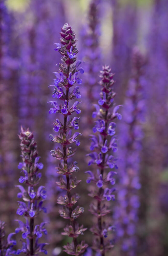 Salvia nemorosa 'Ostfriesland'