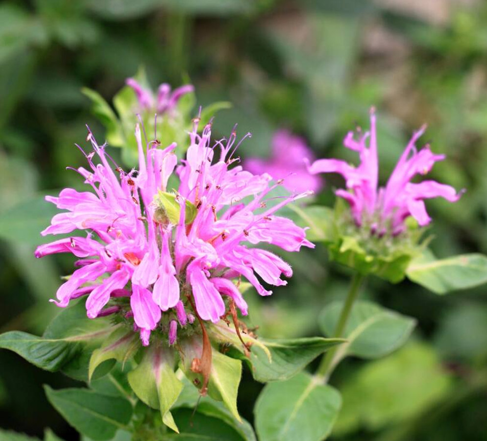 Monarda didyma 'Balmy Rose' - Spore Nursery