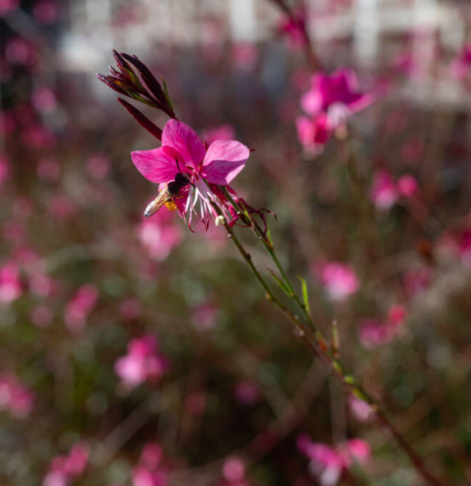 Gaura lindheimeri 'Siskiyou Pink' - Spore Nursery
