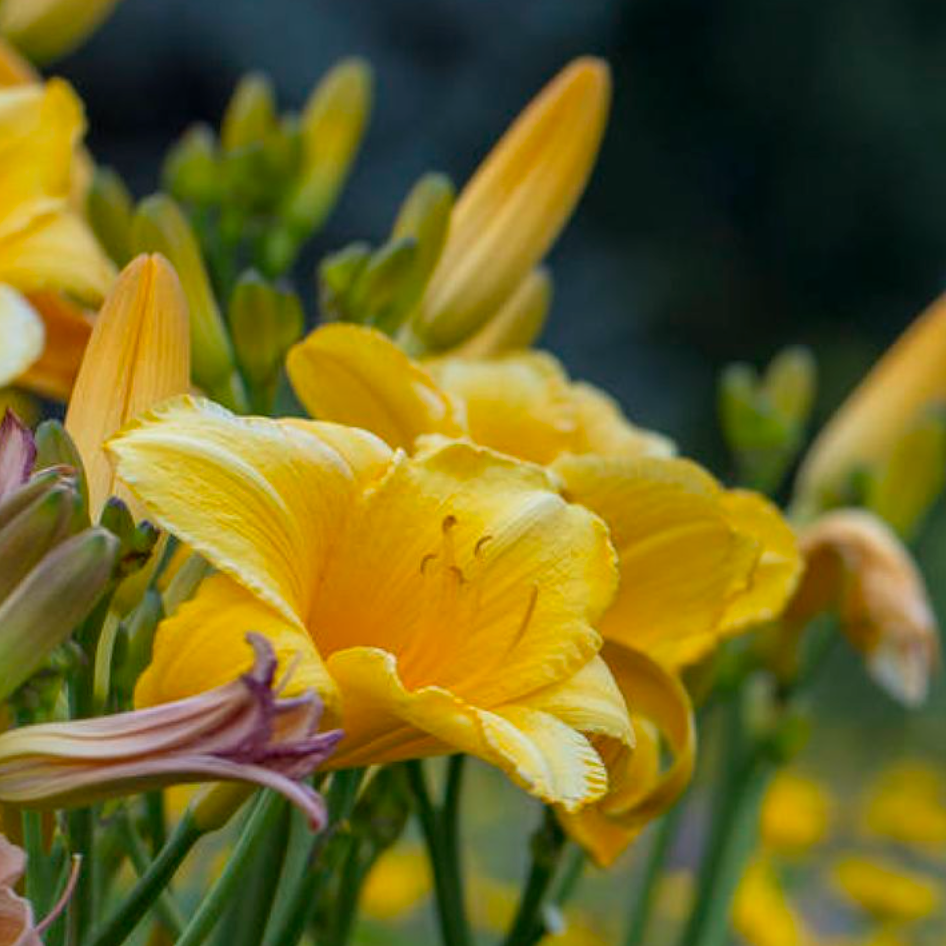 Hemerocallis 'Stella d'Oro' - Spore Nursery
