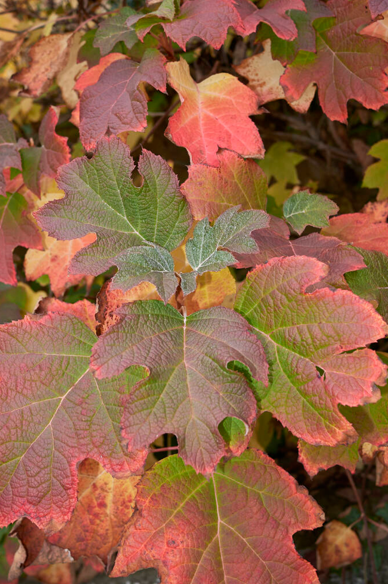 Hydrangea quercifolia - Spore Nursery