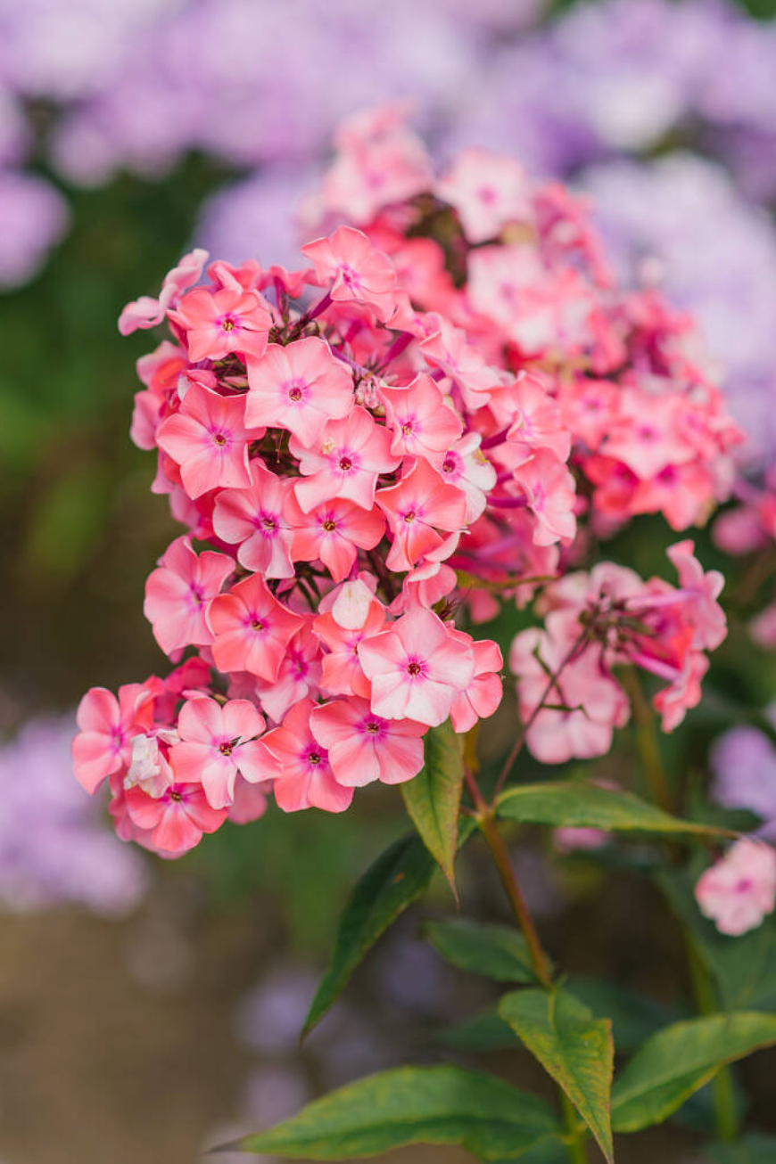 Phlox paniculata 'Flame Pink'