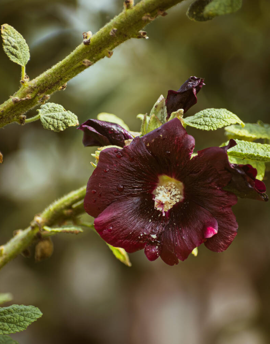 Alcea rosea 'Nigra'