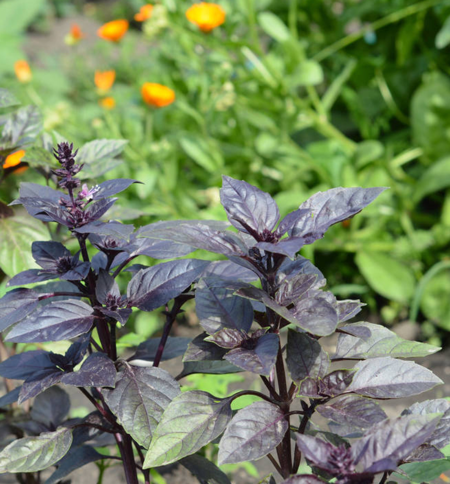 Roodbladige Basilicum (Ocimum basilicum 'Magic Fountain')