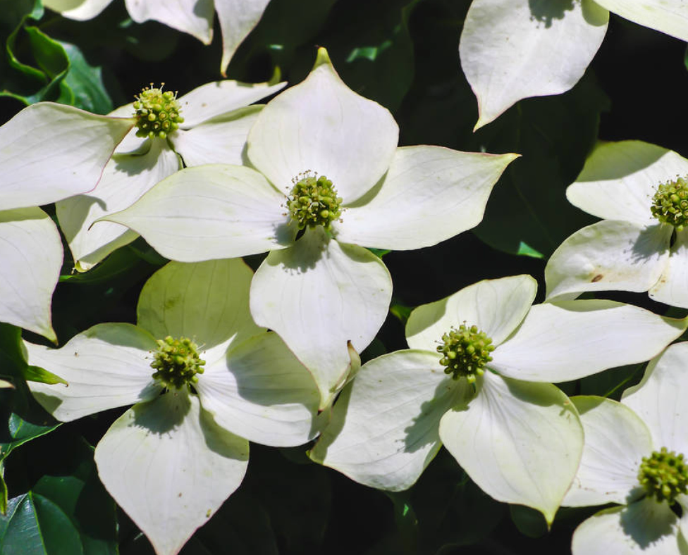 Cornus kausa 'Chinensis'