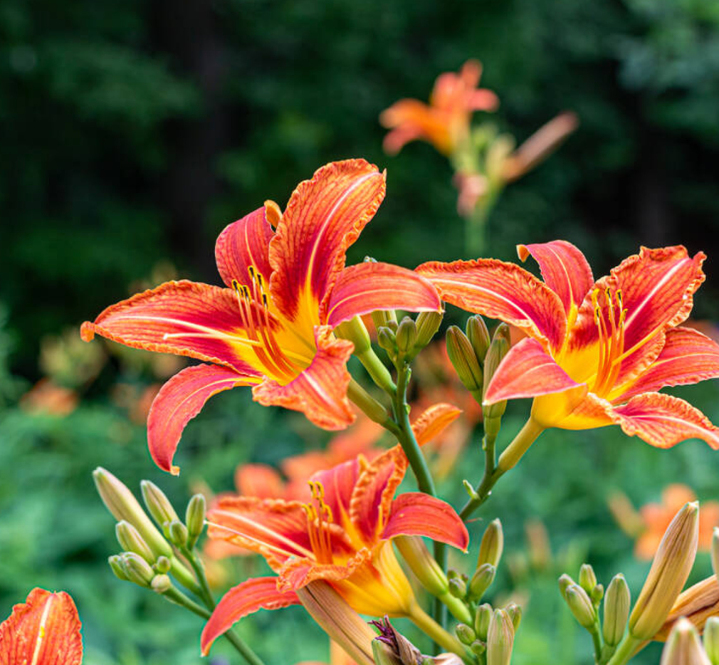 Hemerocallis 'Red Rum' - Spore Nursery