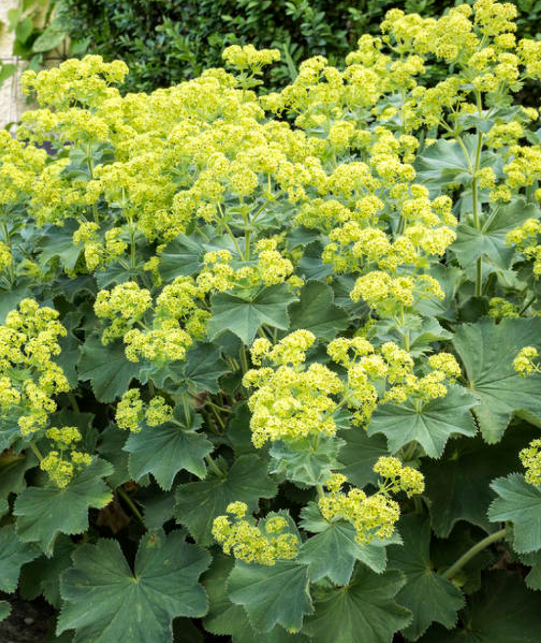 Alchemilla mollis 'Irish Silk'