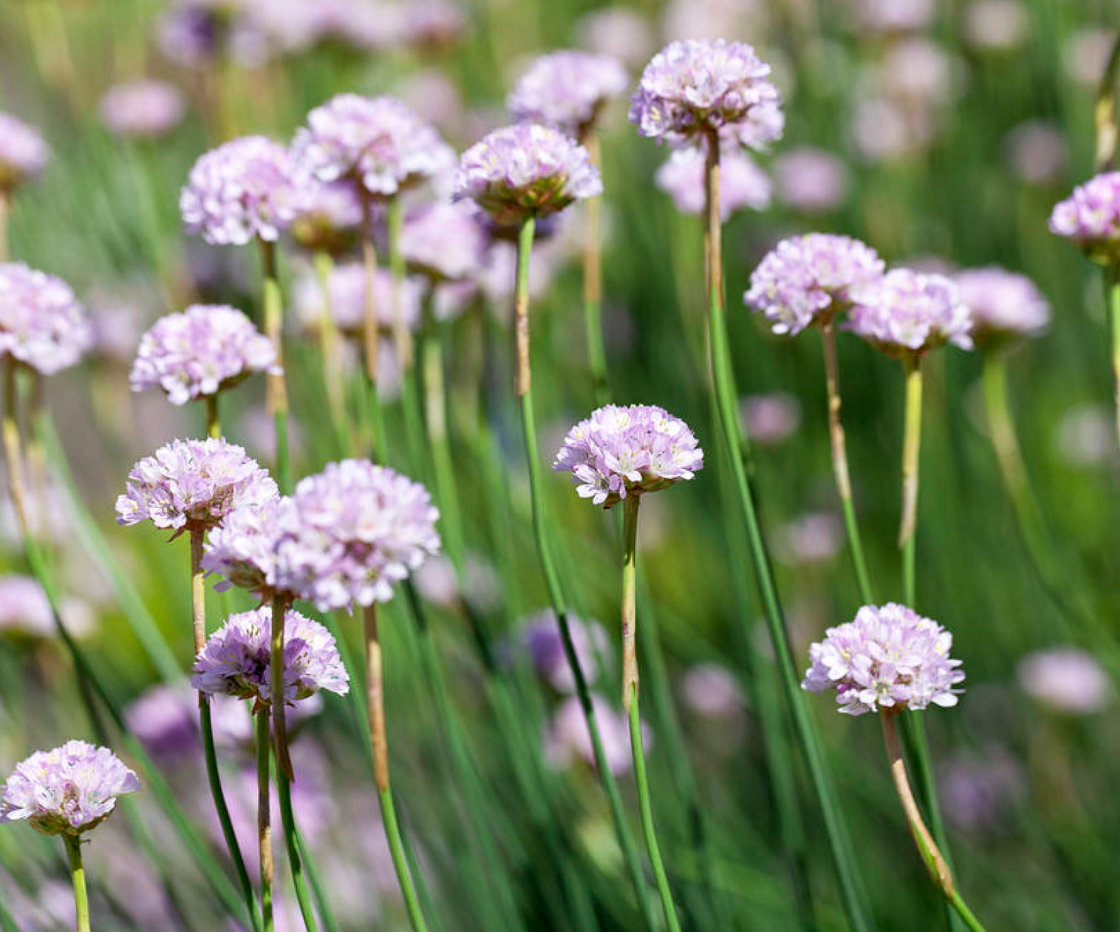 Armeria pseudarmeria 'Ballerina White'