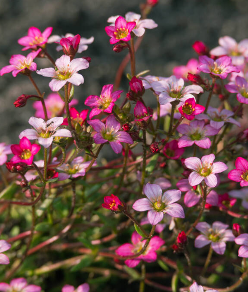 Saxifraga 'Carpet Purple'