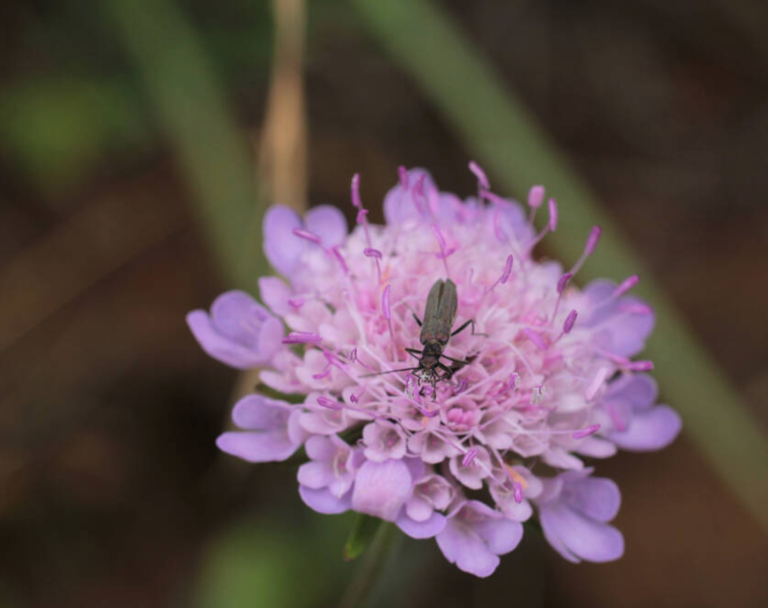 Scabiosa columbaria 'Pink Mist'