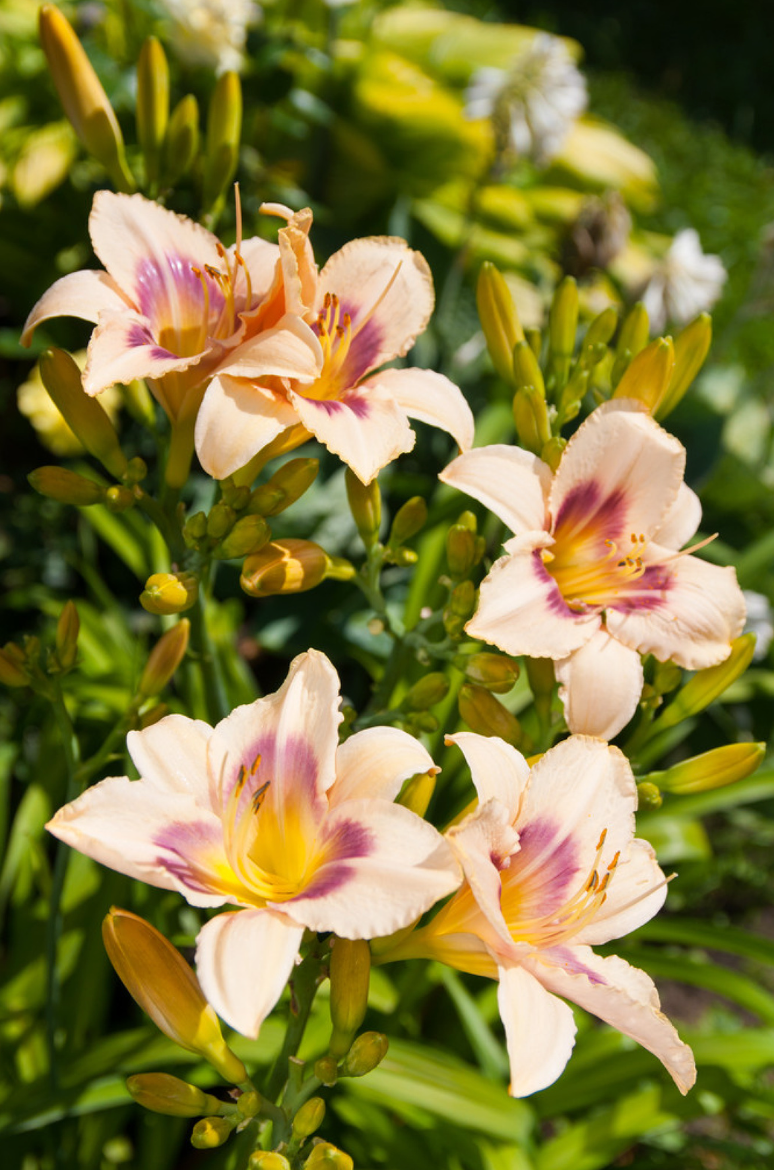 Hemerocallis 'Wild Horses' - Spore Nursery