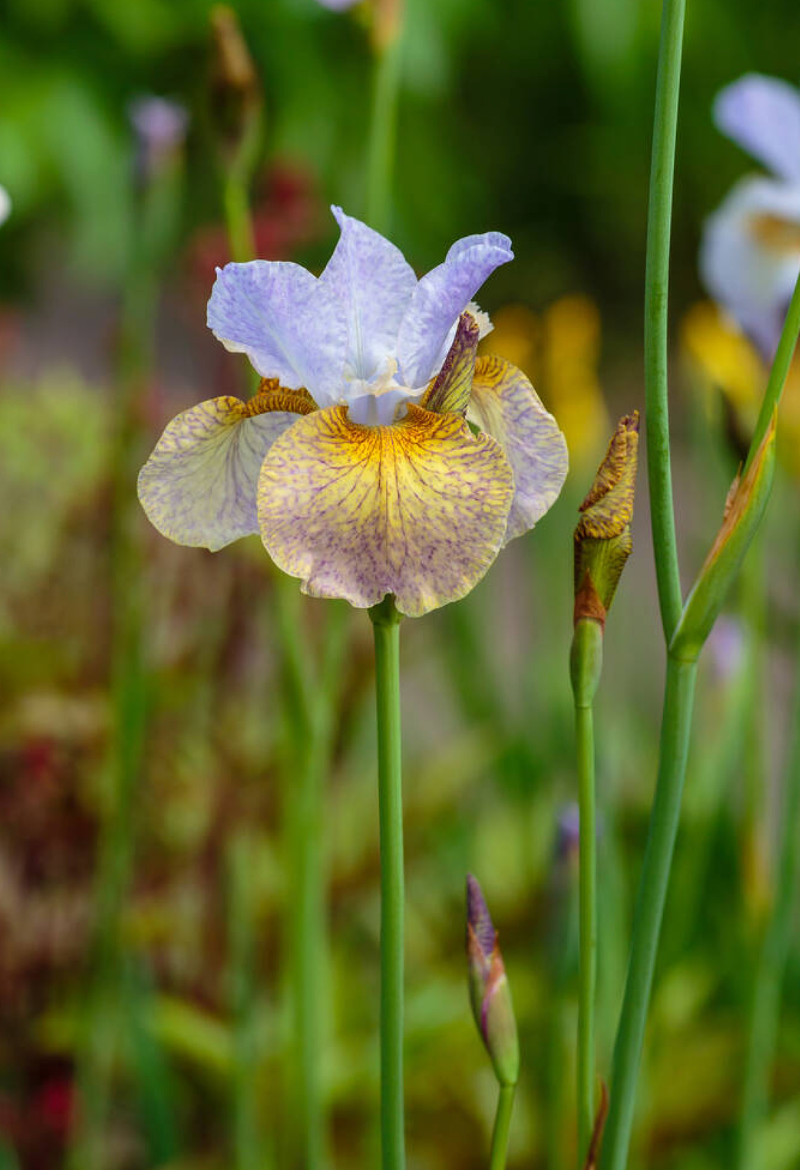 Iris sibirica 'Uncorked' - Spore Nursery