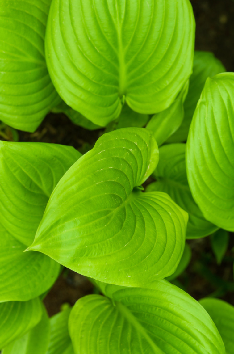 Hosta 'Tortilla Chip' - Spore Nursery