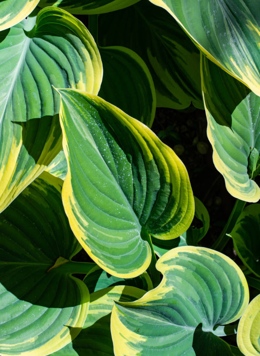 Hosta 'Queen Josephine' - Spore Nursery