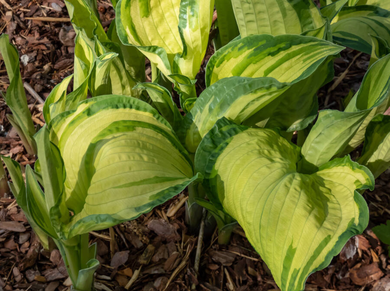 Hosta 'Gold Standard' - Spore Nursery