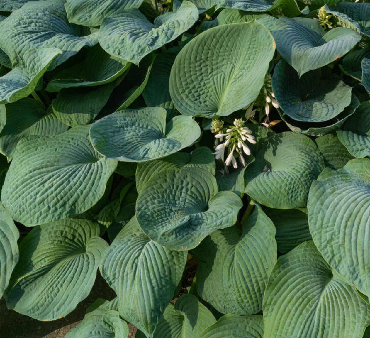 Hosta 'Big Daddy' - Spore Nursery