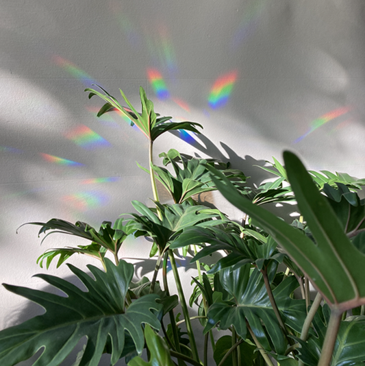 Regenboog sticker (you are the sunshine) - Spore Nursery