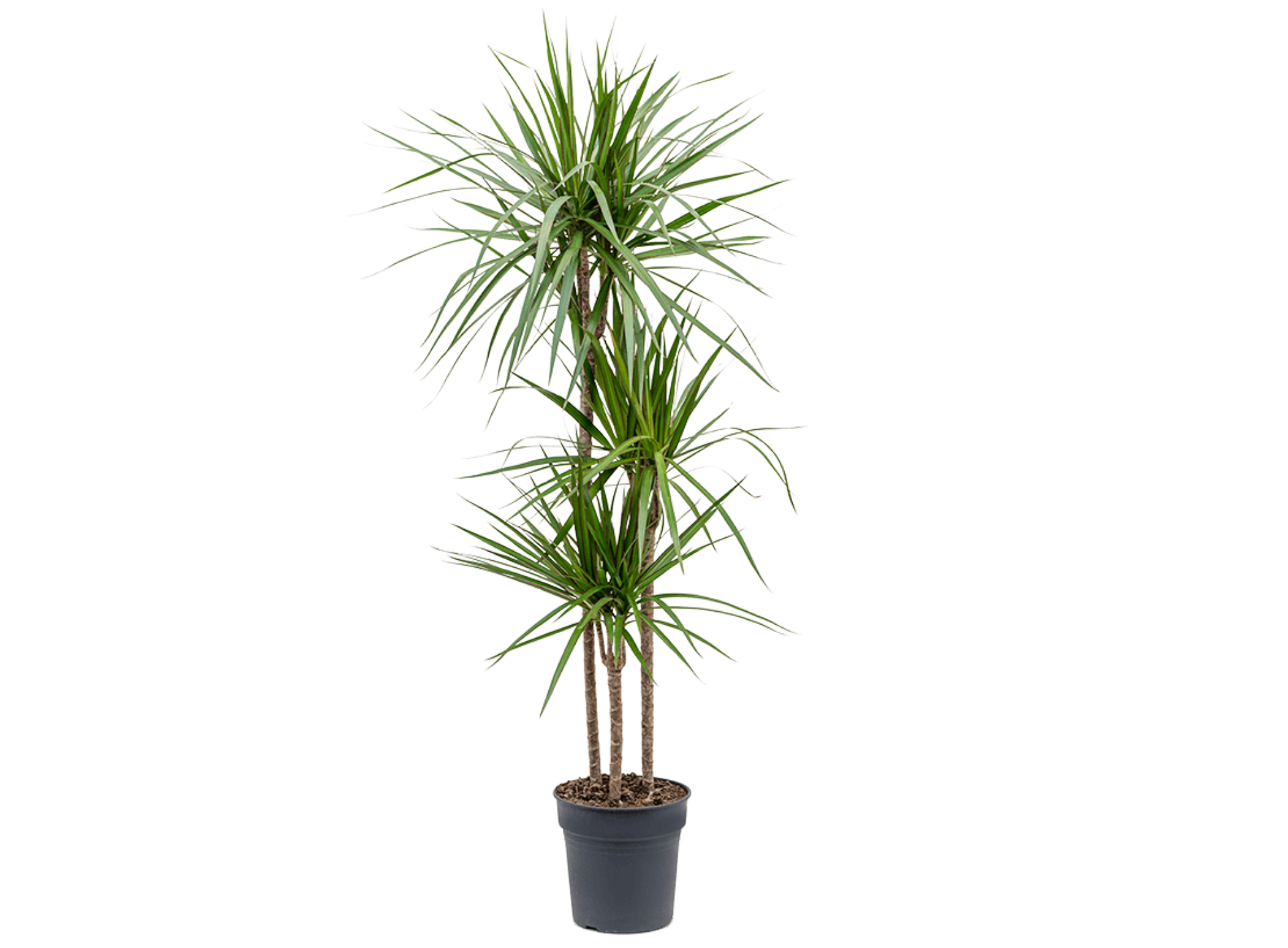 dracaena reflexa giftig Dracaena reflexa var. angustifolia – Spore Nursery