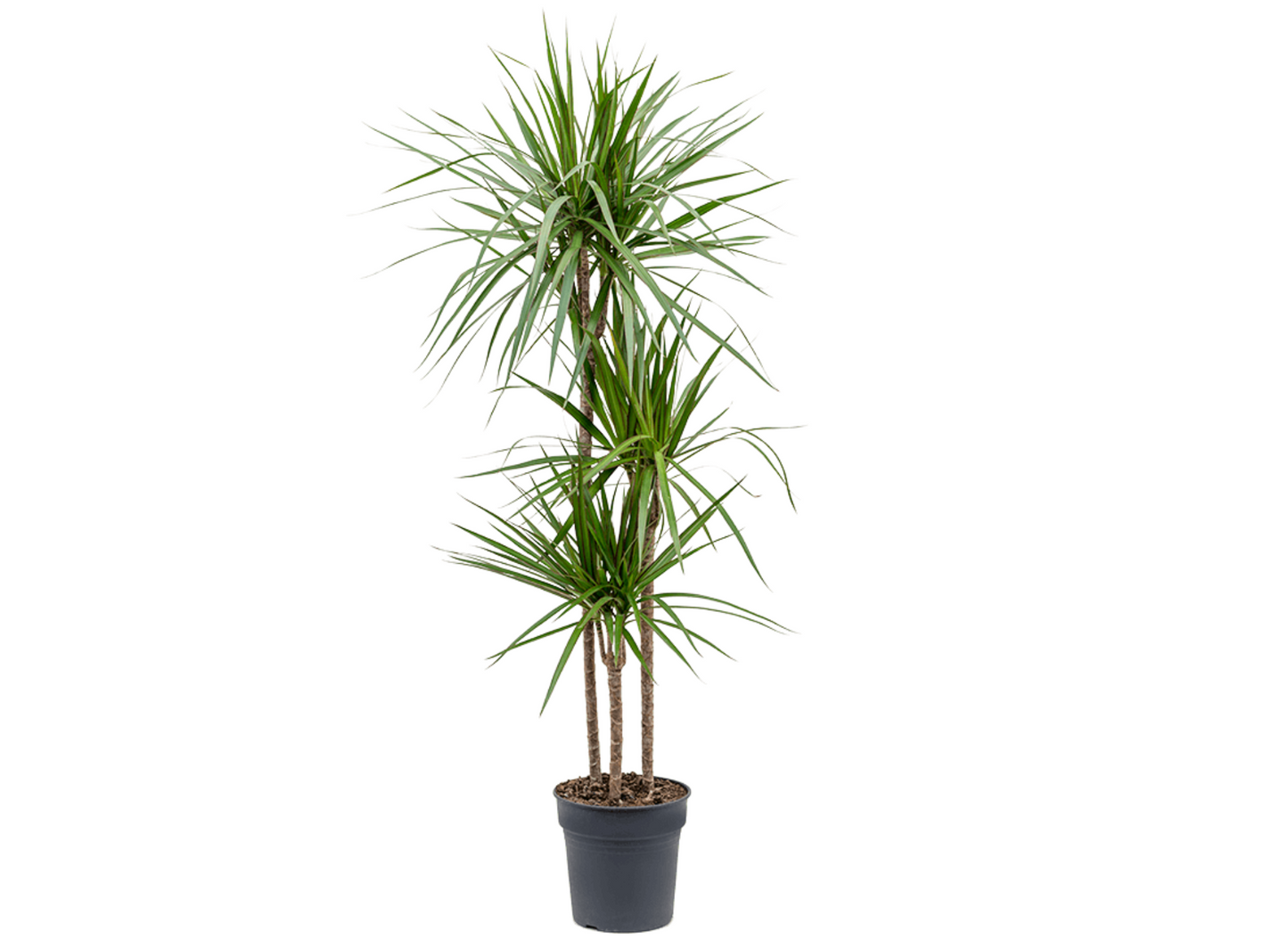 Dracaena reflexa var. angustifolia