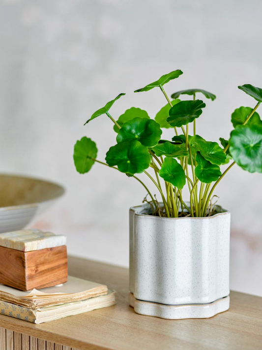Argyle Ø 13cm - Spore Nursery