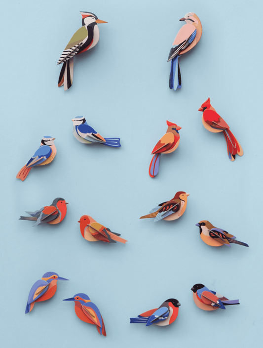 Vlaamse gaai - Spore Nursery