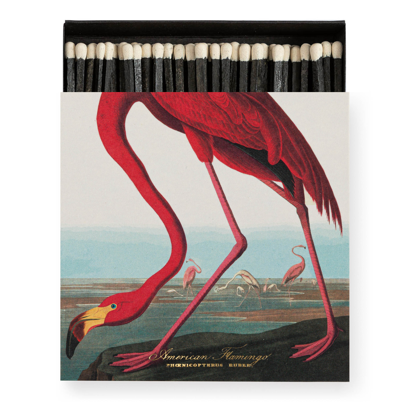 American Flamingo