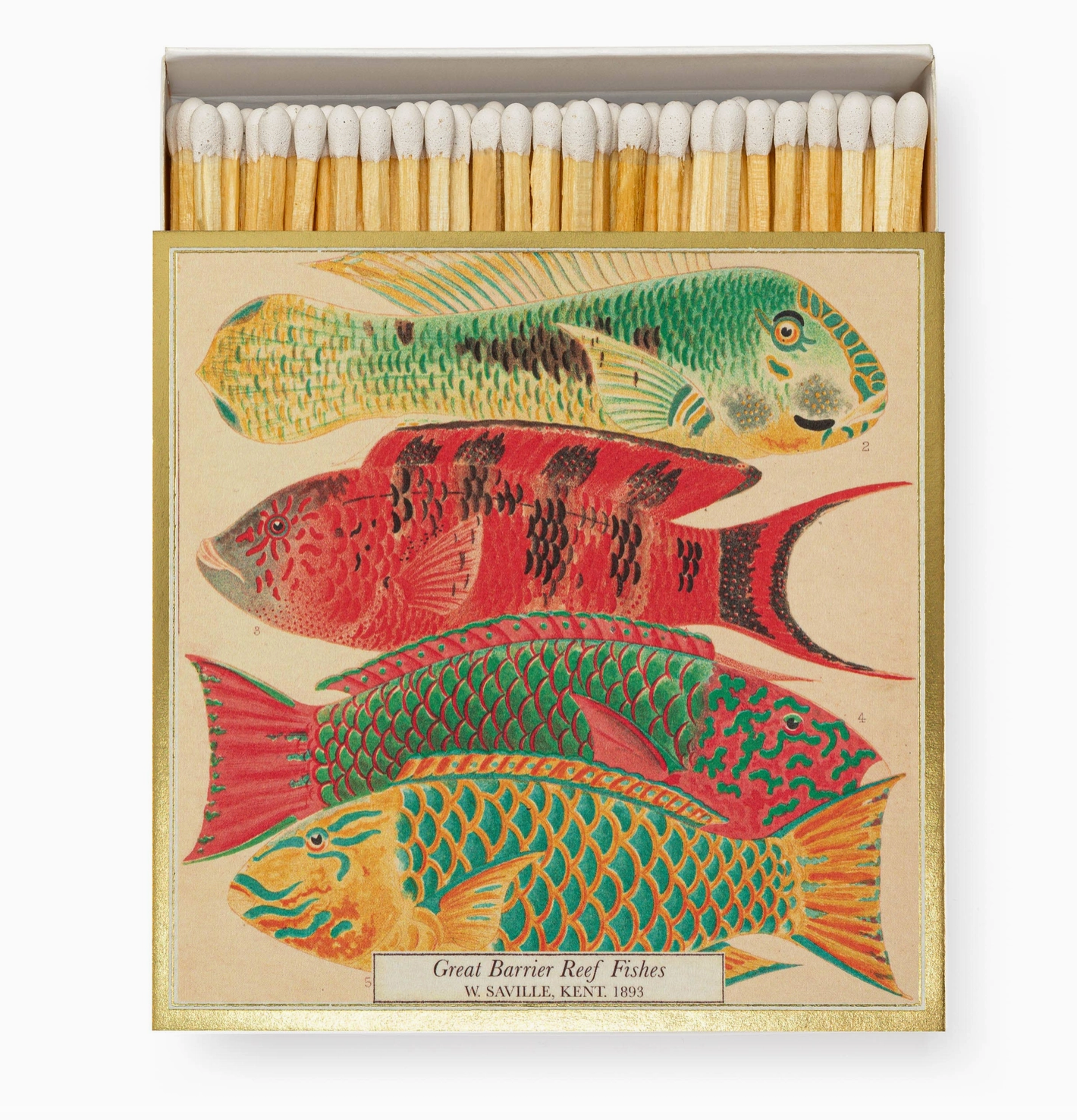 Great Barrier Reaf Fishes