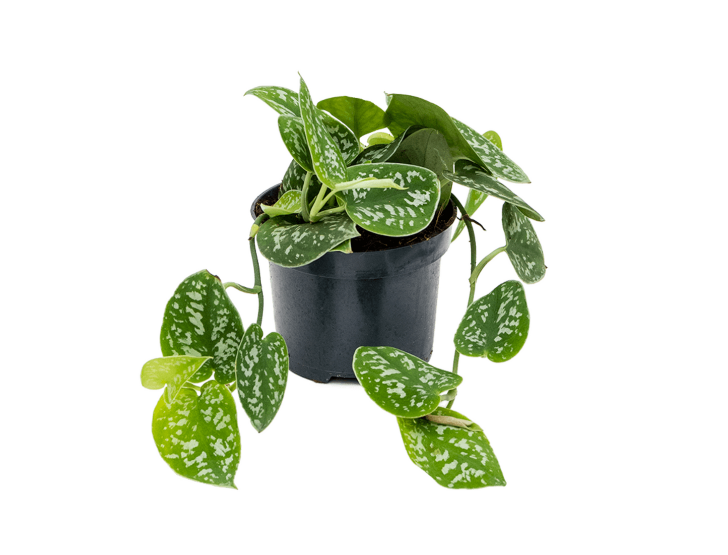 Scindapsus pictus