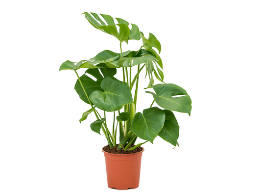 Monstera deliciosa