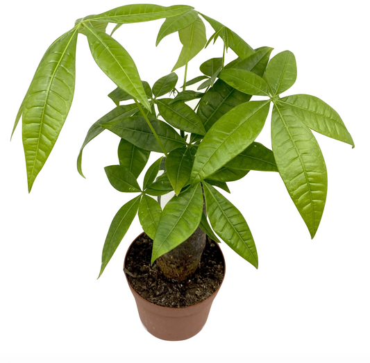 Pachira aquatica - Spore Nursery