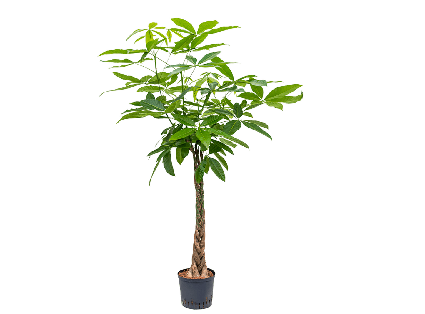 Pachira aquatica