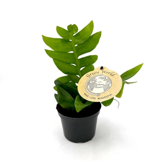 Epiphyllum chrysocardium - Spore Nursery