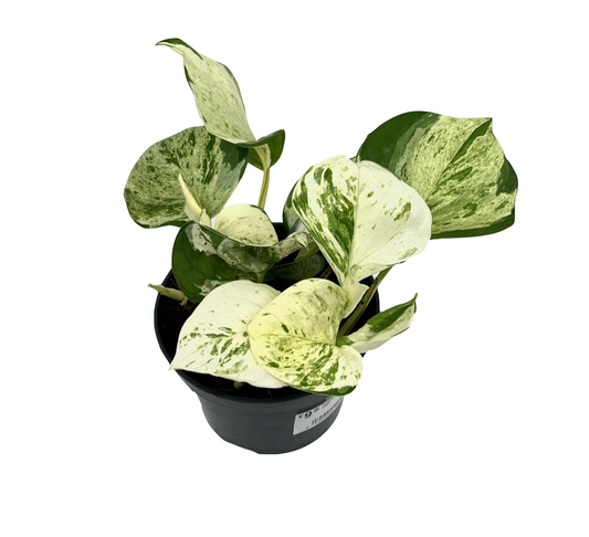 Epipremnum aureum 'Happy Leaf'