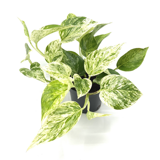 Epipremnum aureum 'Marble Queen'