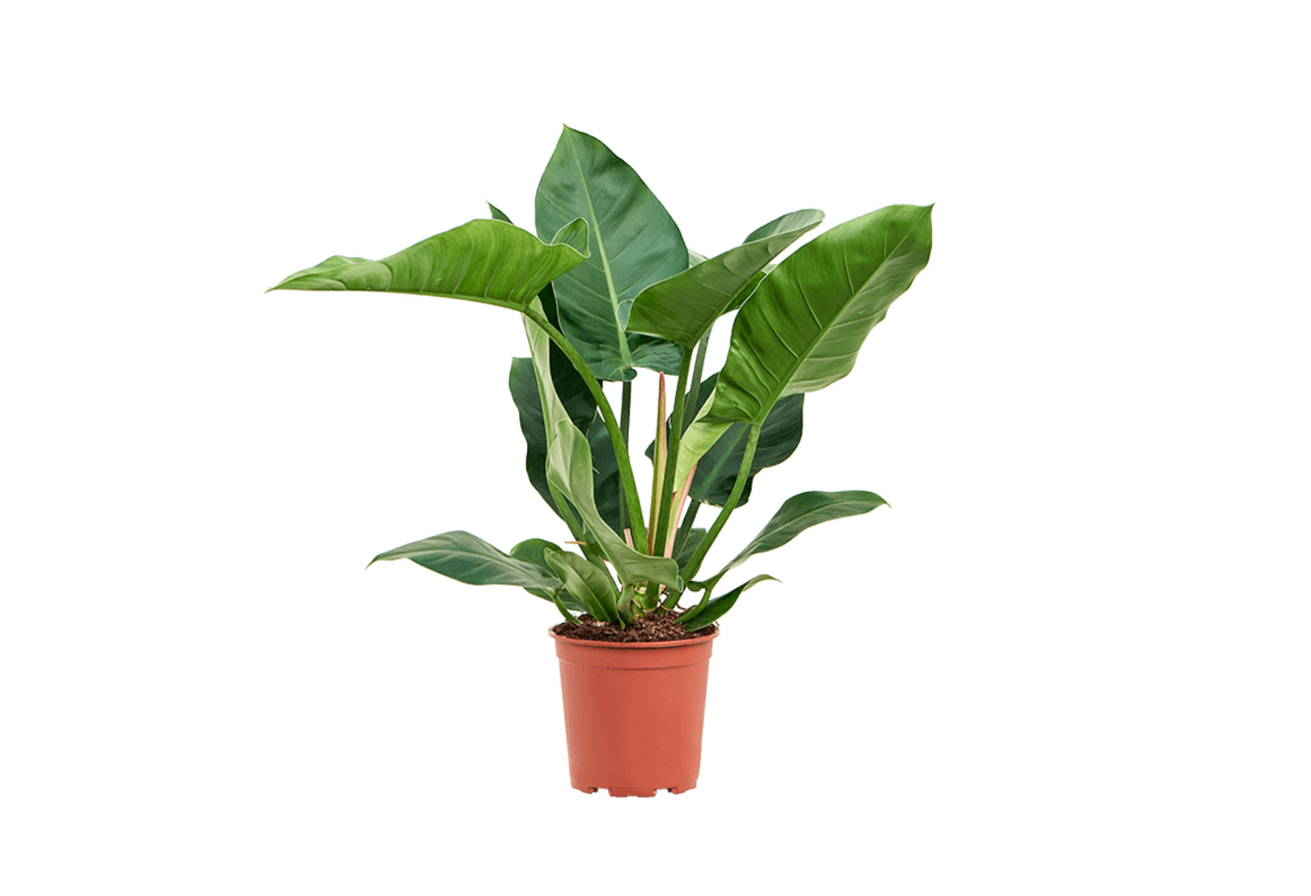 Philodendron erubescens 'Imperial Green'