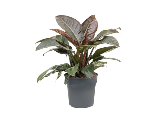 Philodendron erubescens 'Imperial Red' - Spore Nursery