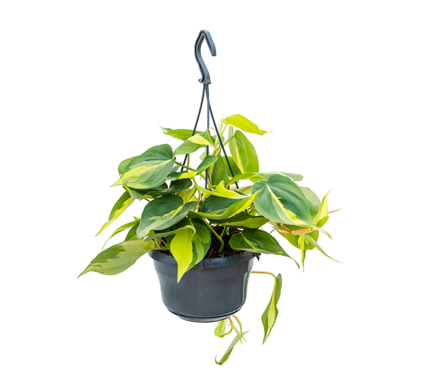 Philodendron hederaceum var. hederaceum 'Brasil'