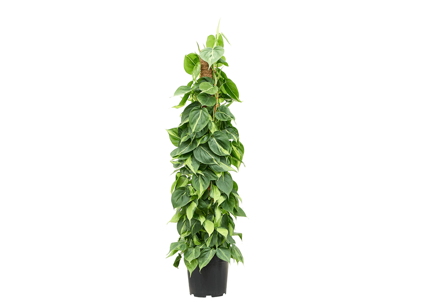 Philodendron hederaceum var. hederaceum 'Brasil'