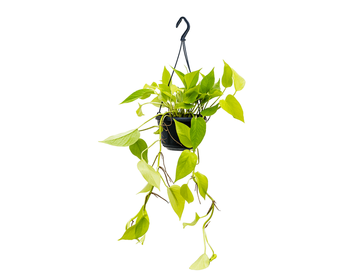 Epipremnum aureum 'Neon'