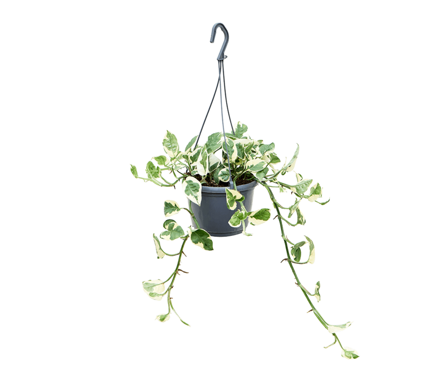 Epipremnum aureum 'N Joy'