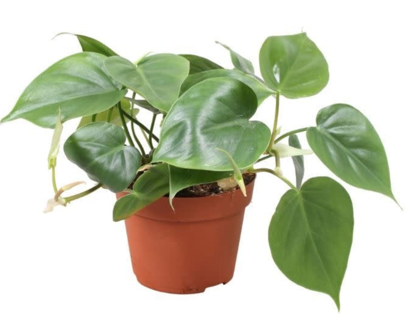 Philodendron hederaceum var. oxycardium 'Scandens'