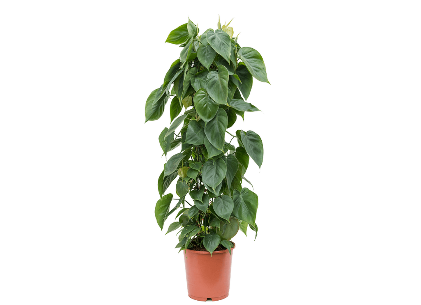 Philodendron hederaceum var. oxycardium 'Scandens'