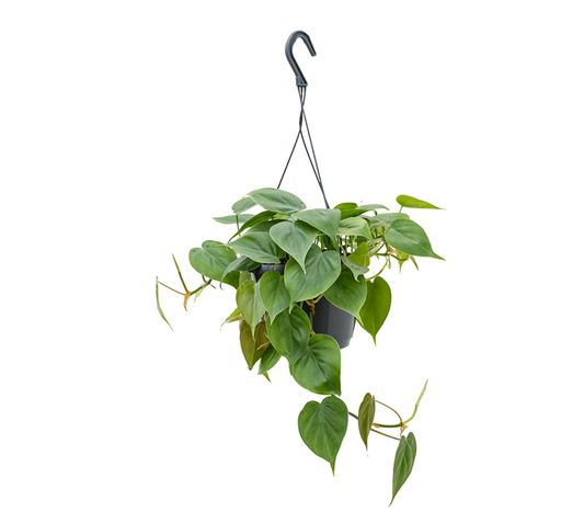 Philodendron hederaceum var. oxycardium 'Scandens' - Spore Nursery