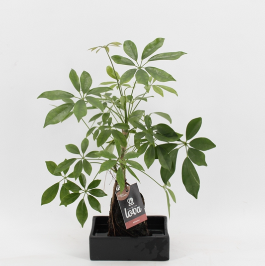 Lavaplant - Spore Nursery