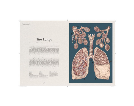 Anatomicum - Spore Nursery