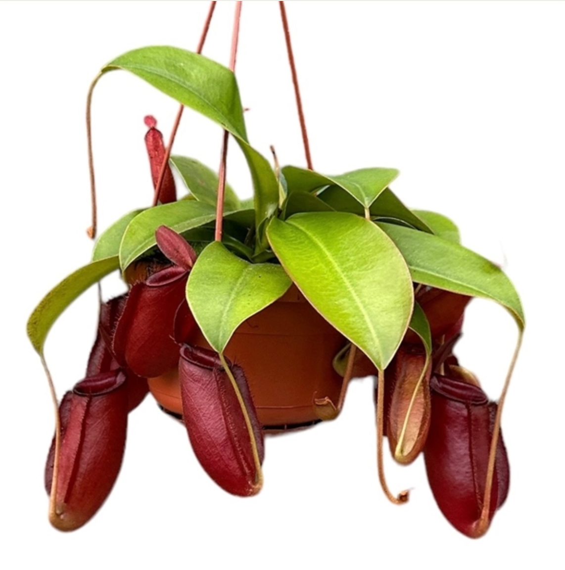 Nepenthes x 'Bloody mary'